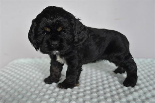 Cocker Spaniel DOG Female Black / Tan 5271 Petland Pensacola, Florida