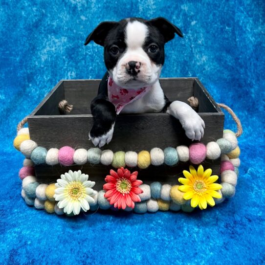 Boston Terrier DOG Male Black / White 5260 Petland Pensacola, Florida