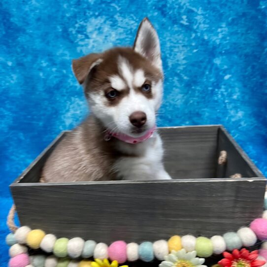 Siberian Husky DOG Female Red / White 5263 Petland Pensacola, Florida