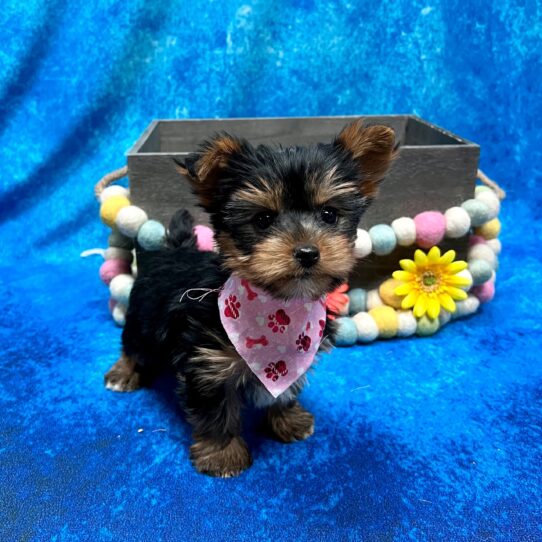 Yorkie DOG Male Black / Tan 5267 Petland Pensacola, Florida