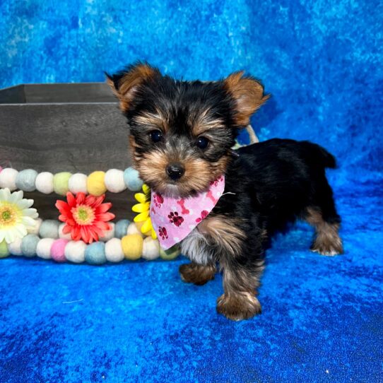 Yorkie DOG Female Black / Tan 5268 Petland Pensacola, Florida