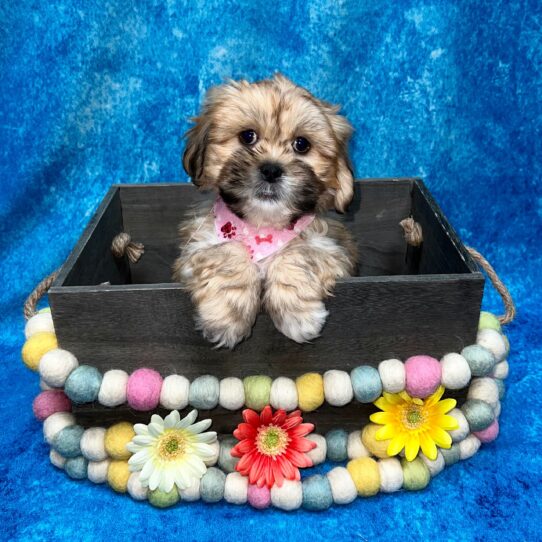 Lhasa Apso DOG Male Golden 5283 Petland Pensacola, Florida