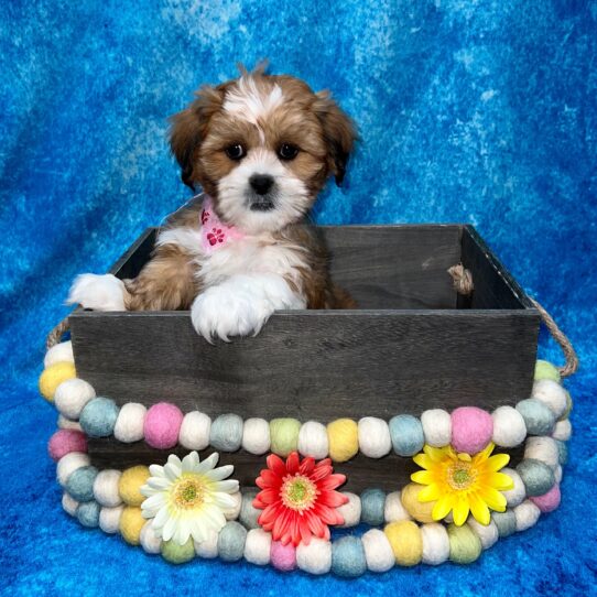 Lhasa Apso DOG Female Golden 5284 Petland Pensacola, Florida