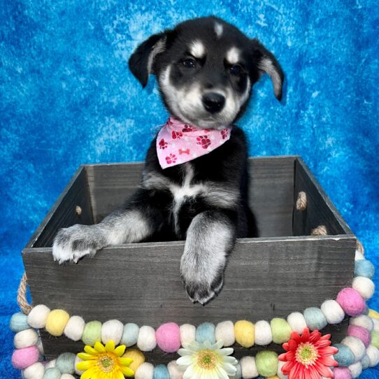 Siberian Husky-Golden Retriever DOG Male Black/White/Tan 5285 Petland Pensacola, Florida