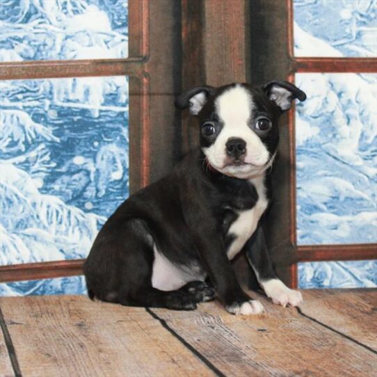 Boston Terrier DOG Female Black Brindle 5286 Petland Pensacola, Florida