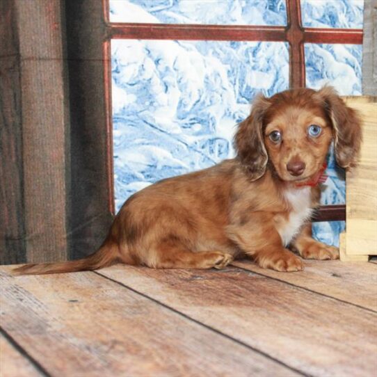 Dachshund DOG Female Chocolate / Tan 5287 Petland Pensacola, Florida