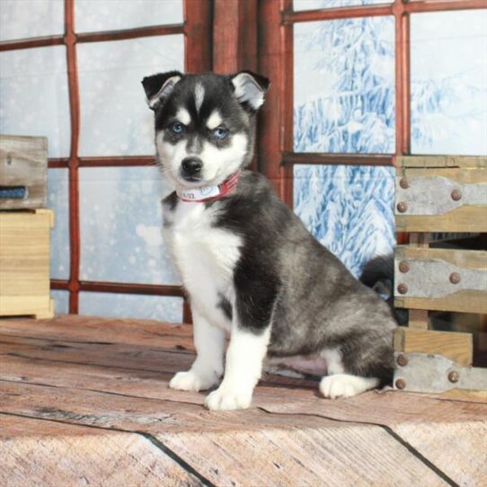 Alaskan Klee Kai-DOG-Male-Black / White-5288-Petland Pensacola, Florida