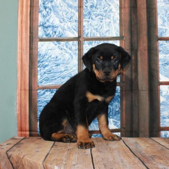 Rottweiler DOG Male Black / Rust 5289 Petland Pensacola, Florida