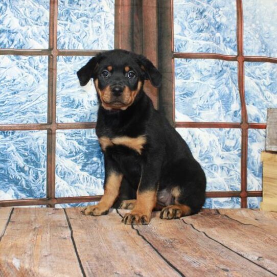 Rottweiler DOG Female Black / Rust 5290 Petland Pensacola, Florida