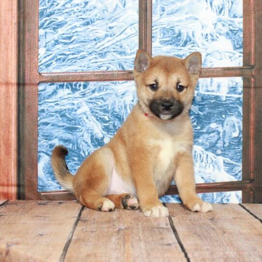 Shiba Inu DOG Male Red Sesame 5291 Petland Pensacola, Florida