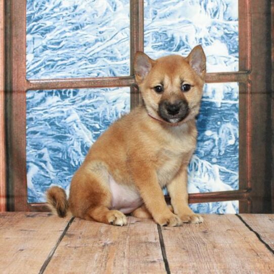 Shiba Inu DOG Female Red Sesame 5292 Petland Pensacola, Florida