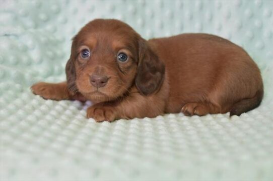 Dachshund DOG Male Red 5301 Petland Pensacola, Florida