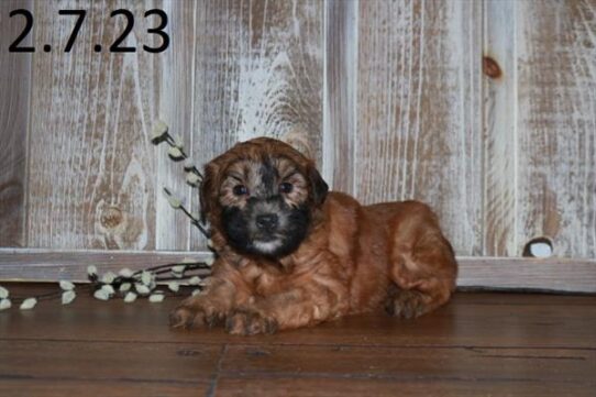 Soft Coated Wheaten Terrier DOG Female Wheaten 5302 Petland Pensacola, Florida