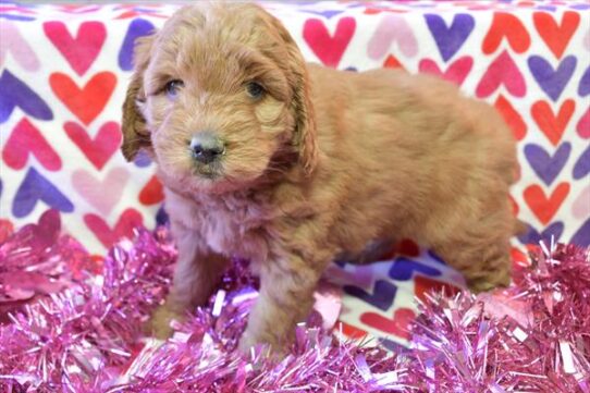 Mini Goldendoodle DOG Female Red 5303 Petland Pensacola, Florida