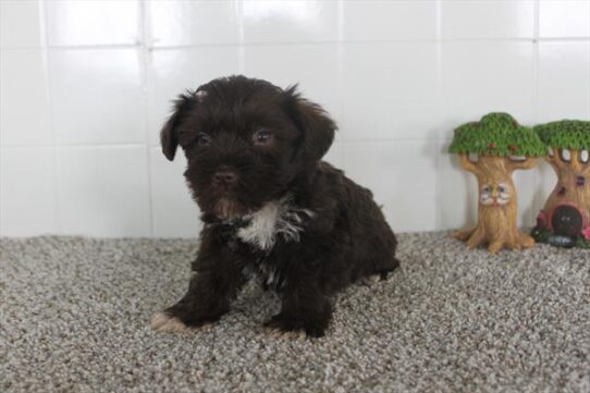 Mini Schnauzer DOG Male Chocolate 5305 Petland Pensacola, Florida