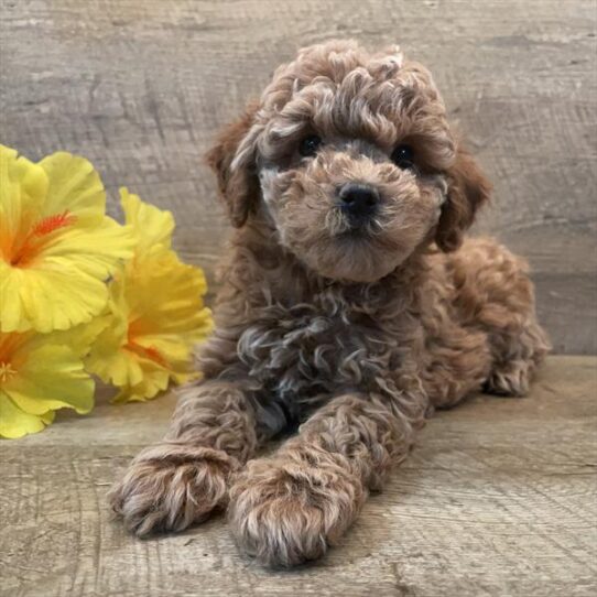 Poodle DOG Female Red 5306 Petland Pensacola, Florida