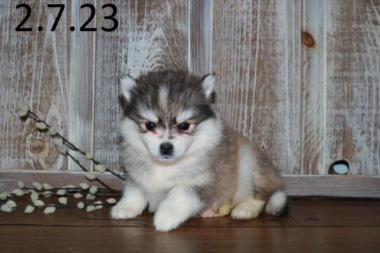 Pomsky DOG Female Sable / White 5307 Petland Pensacola, Florida