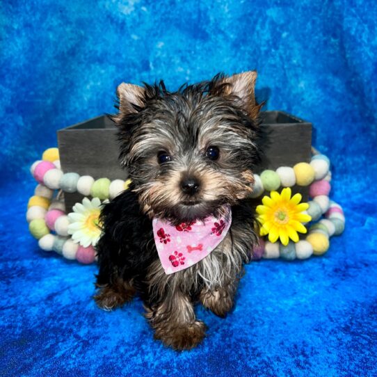 Yorkshire Terrier DOG Female Black / Tan 5297 Petland Pensacola, Florida