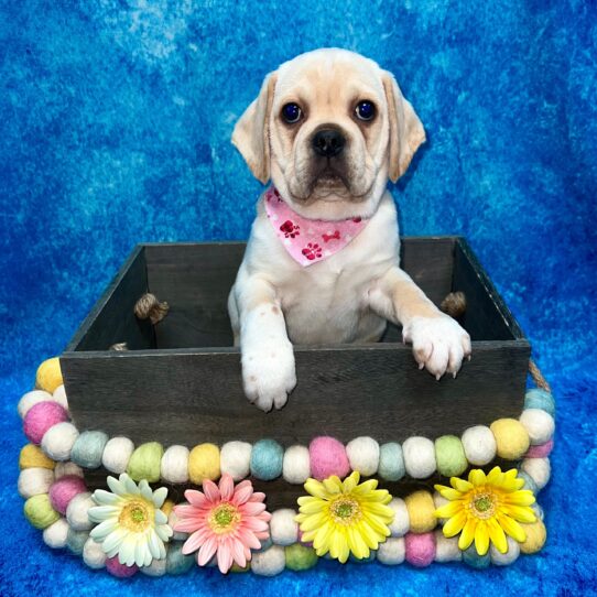 Puggle DOG Male Fawn 5299 Petland Pensacola, Florida