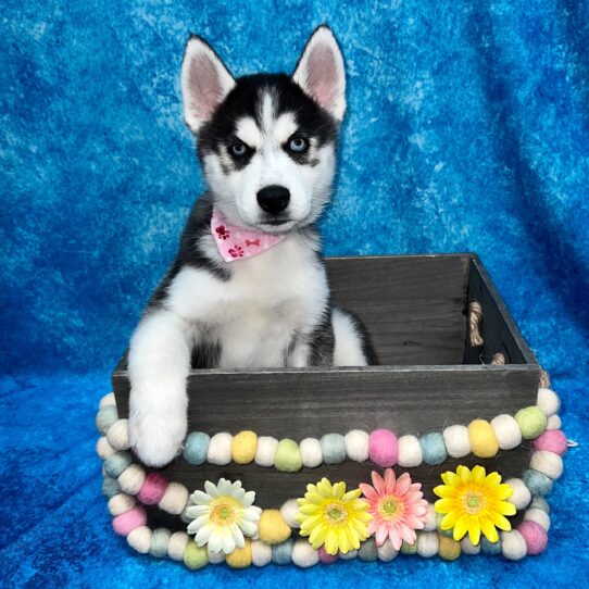 Siberian Husky DOG Male Black / White 5300 Petland Pensacola, Florida