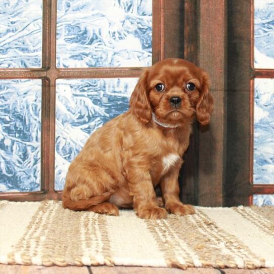 Cavalier King Charles Spaniel DOG Female Ruby 5321 Petland Pensacola, Florida