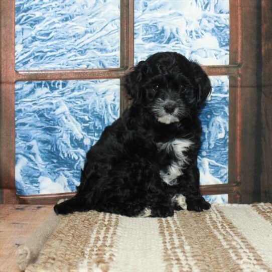 Cavapoo DOG Female Black 5322 Petland Pensacola, Florida