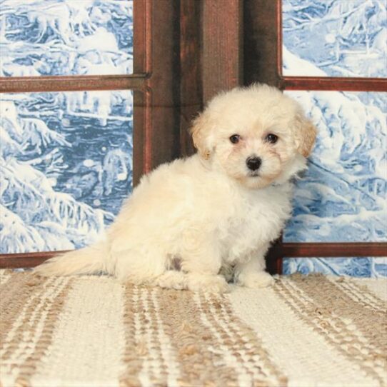 Bichon-Poodle DOG Male Apricot 5323 Petland Pensacola, Florida