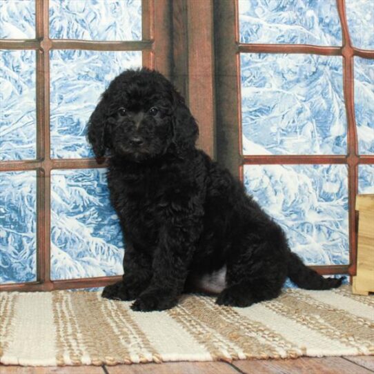 Labradoodle 2nd Gen-DOG-Female-Black-5324-Petland Pensacola, Florida