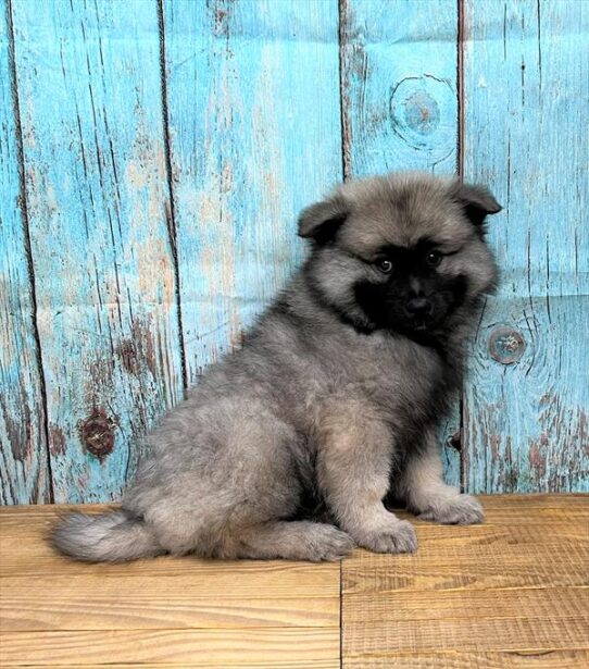 Keeshond DOG Male Silver / Black 5325 Petland Pensacola, Florida