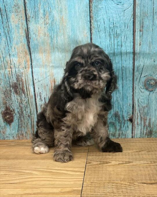 Cocker Spaniel DOG Female Chocolate Roan 5327 Petland Pensacola, Florida