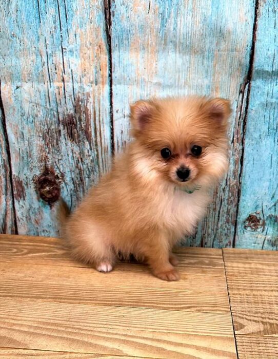 Pomeranian DOG Male Orange 5328 Petland Pensacola, Florida