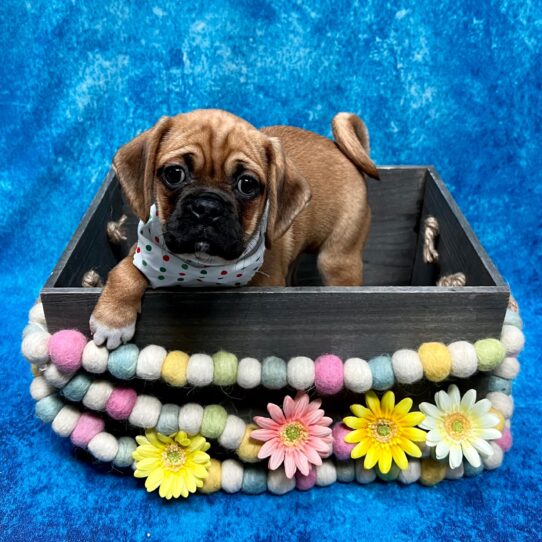 Puggle-DOG-Female-Fawn-5342-Petland Pensacola, Florida