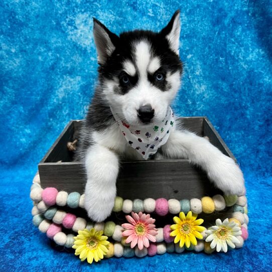 Siberian Husky DOG Male Black / White 5343 Petland Pensacola, Florida