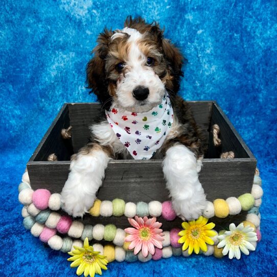 Bernedoodle DOG Male Sable 5344 Petland Pensacola, Florida