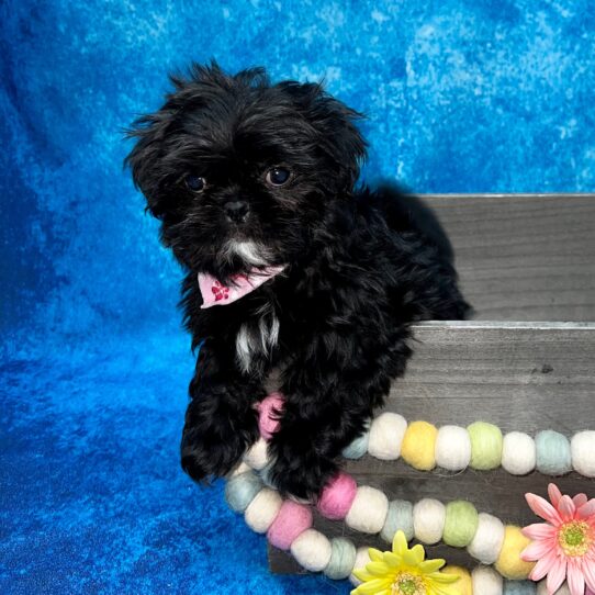 Shih Tzu DOG Male Black/White 5347 Petland Pensacola, Florida