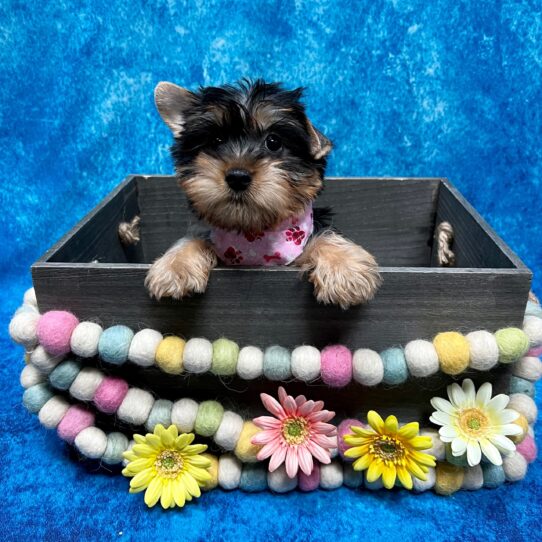 Silky Terrier DOG Female Black/Tan 5348 Petland Pensacola, Florida