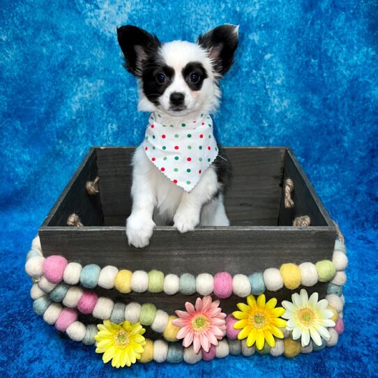 Papillon DOG Female Sable/White 5350 Petland Pensacola, Florida