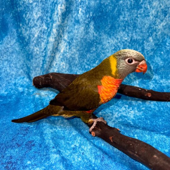 Lorikeet BIRD Male Olive Rainbow 4856 Petland Pensacola, Florida