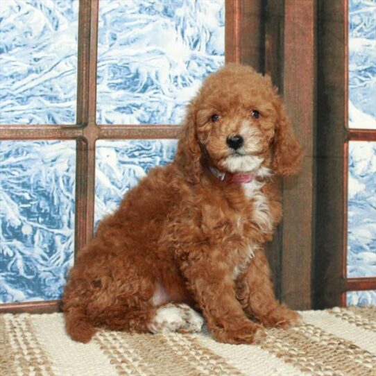 Goldendoodle Mini 2nd Gen DOG Female Red 5381 Petland Pensacola, Florida