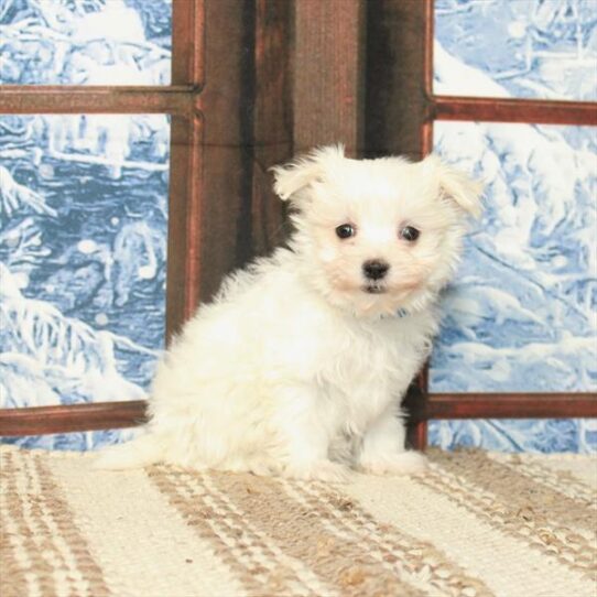 Maltese DOG Female White 5382 Petland Pensacola, Florida