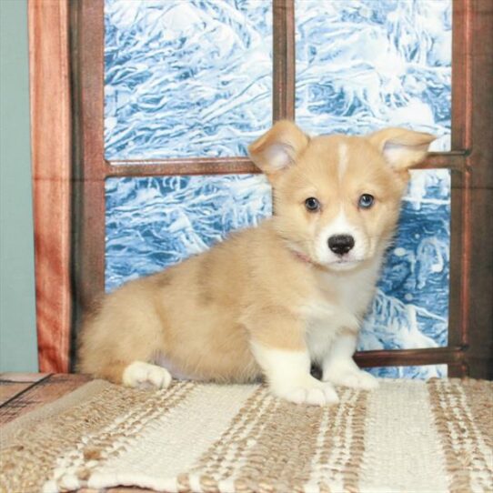 Pembroke Welsh Corgi-DOG-Male-Red Merle / White-5383-Petland Pensacola, Florida