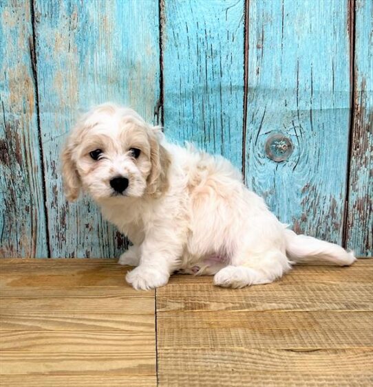 Cavachon DOG Male Blenheim 5384 Petland Pensacola, Florida