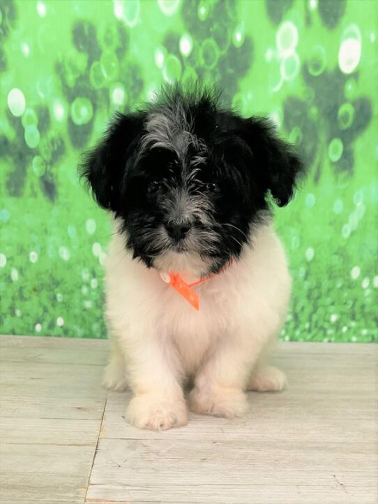 Havanese DOG Female White 5385 Petland Pensacola, Florida