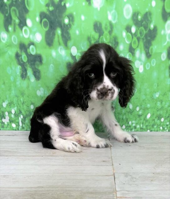 Cocker Spaniel DOG Male Chocolate / White 5386 Petland Pensacola, Florida