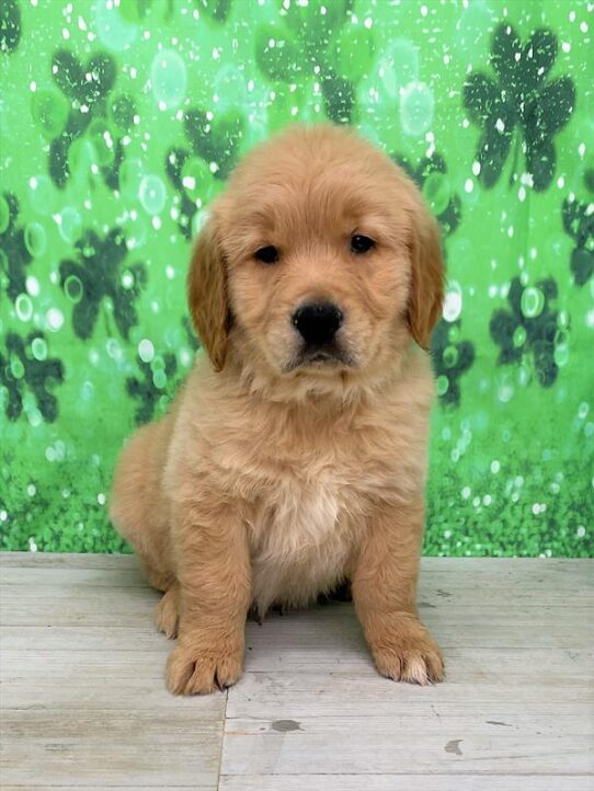 Golden Retriever DOG Male Golden 5387 Petland Pensacola, Florida