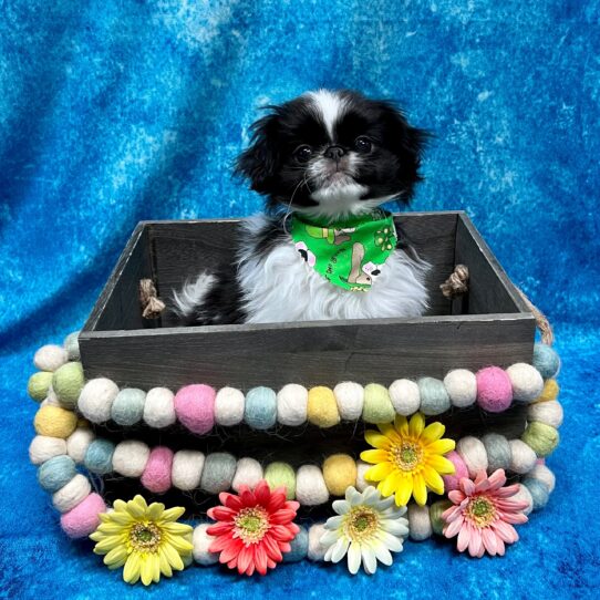 Japanese Chin DOG Male White/Black 5315 Petland Pensacola, Florida