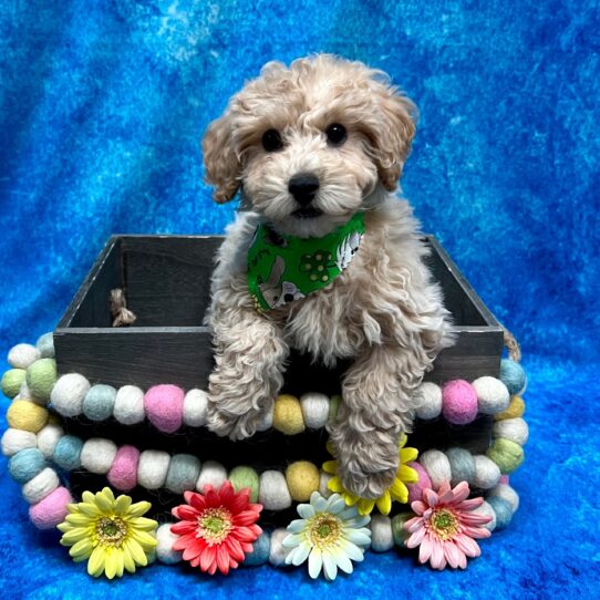 Poodle DOG Male Cream 5397 Petland Pensacola, Florida