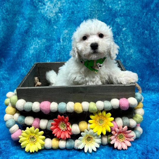 Bichon DOG Male White 5398 Petland Pensacola, Florida