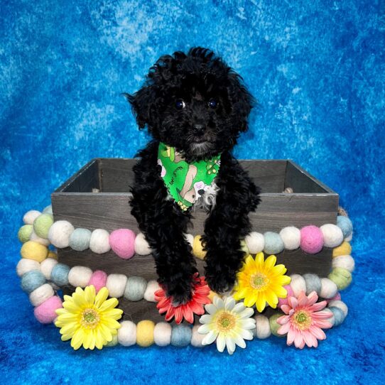 Poodle DOG Female Black/White 5399 Petland Pensacola, Florida