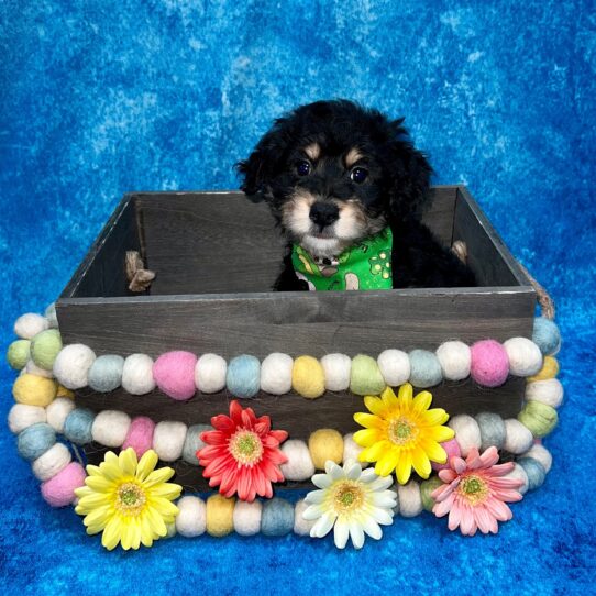 Miniature Australian Shepherd-Poodle DOG Male Black/Tan 5400 Petland Pensacola, Florida